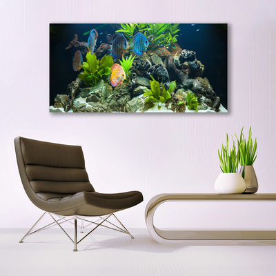 Quadro acrílico Aquário de peixes Natureza