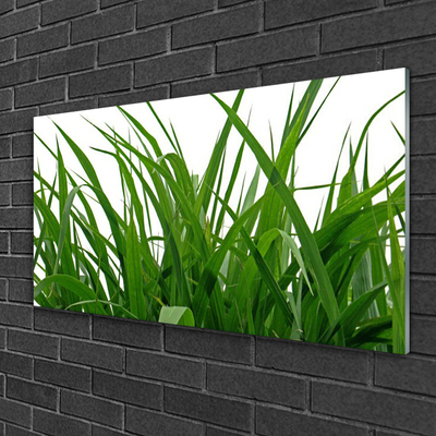 Quadro acrílico Natureza da planta grama
