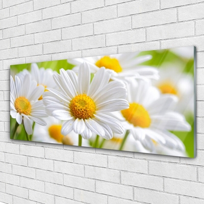 Quadro acrílico Margaridas Planta Natureza