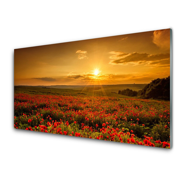 Quadro acrílico Campo de papoulas Sunset Meadow