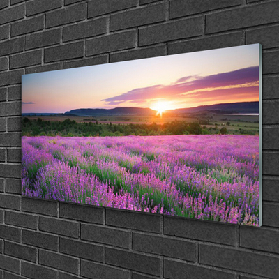 Quadro acrílico Pôr do sol nos campos de lavanda