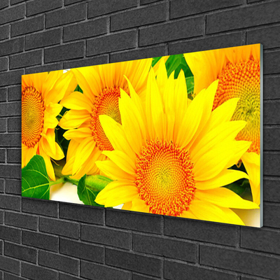 Quadro acrílico Natureza da Flor do Girassol
