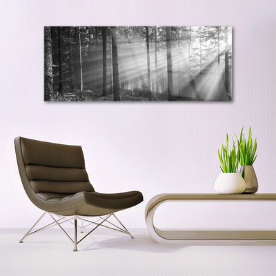 Quadro acrílico Floresta Natureza Raios Sol