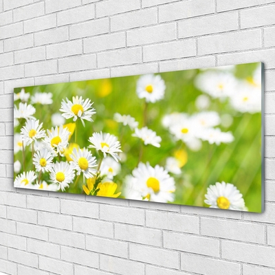 Quadro acrílico Planta de flor margarida