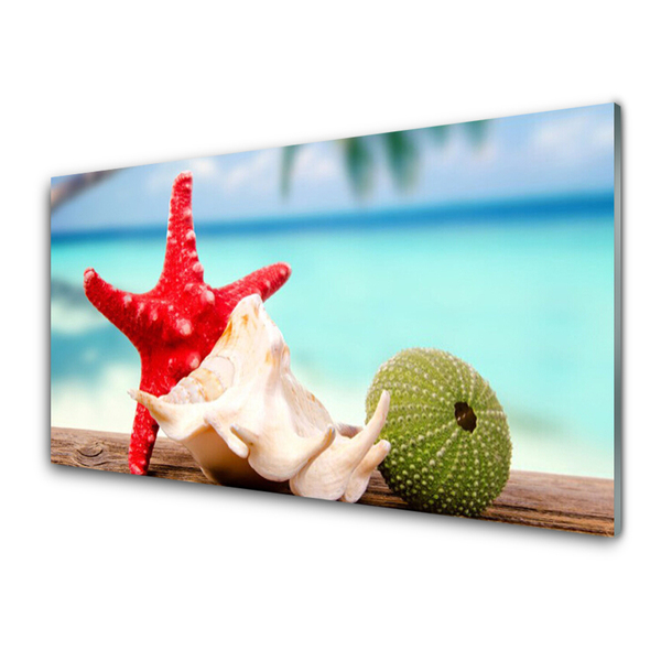 Painel vidro cozinha Arte em conchas e estrelas do mar