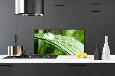 Painel vidro cozinha Gotas de orvalho das folhas