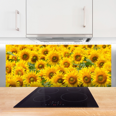 Painel vidro cozinha Natureza da planta de girassol