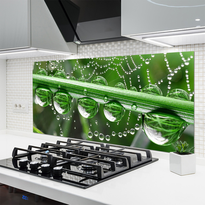 Painel vidro cozinha Planta de gotas de teia de aranha