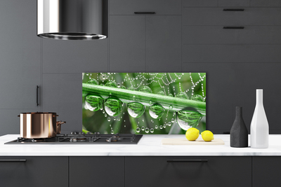 Painel vidro cozinha Planta de gotas de teia de aranha