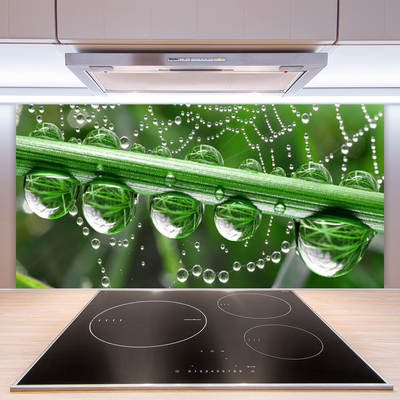Painel vidro cozinha Planta de gotas de teia de aranha