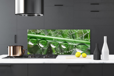Painel vidro cozinha Planta de gotas de teia de aranha