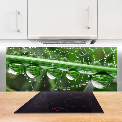 Painel vidro cozinha Planta de gotas de teia de aranha