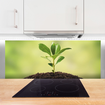 Painel cozinha Crescimento de plantas terrestres