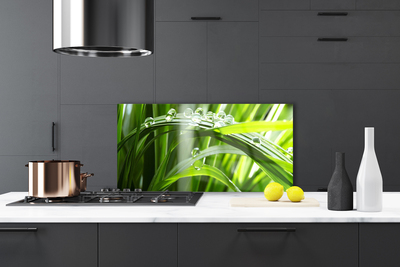 Painel cozinha Planta de gotas de orvalho de grama