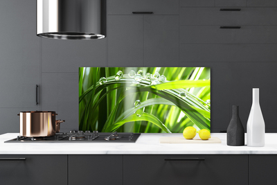 Painel cozinha Planta de gotas de orvalho de grama