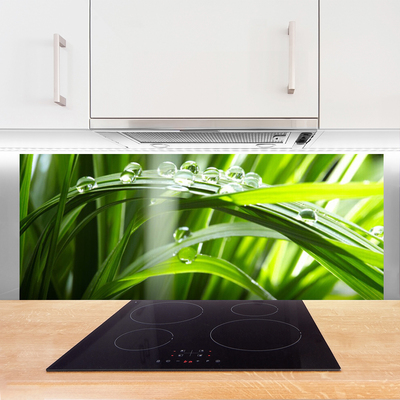 Painel cozinha Planta de gotas de orvalho de grama