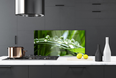 Painel cozinha Planta de gotas de orvalho de grama