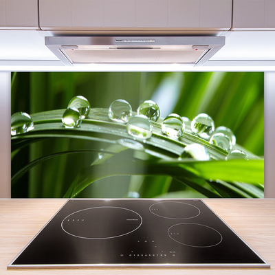 Painel cozinha Planta de gotas de orvalho de grama
