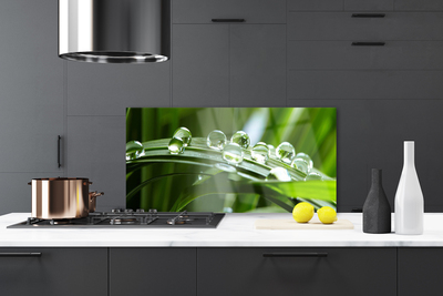 Painel cozinha Planta de gotas de orvalho de grama