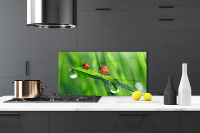 Painel vidro cozinha Gotas de grama joaninha