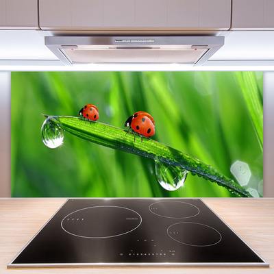 Painel vidro cozinha Gotas de grama joaninha