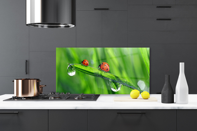 Painel vidro cozinha Gotas de grama joaninha