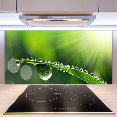 Painel cozinha Gotas de orvalho da grama Natureza