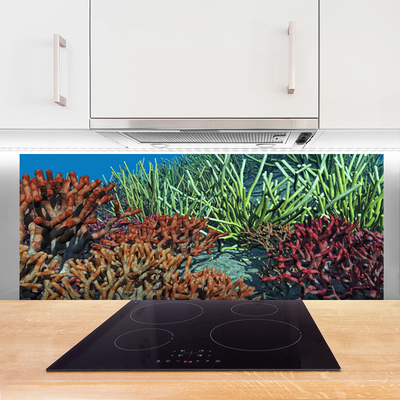 Painel vidro cozinha Natureza dos recifes de corais