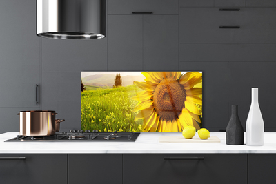 Painel vidro cozinha Planta de flor de girassol