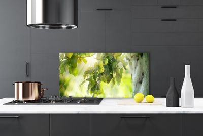 Painel vidro cozinha Maçãs Galho Árvore Natureza