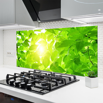 Painel vidro cozinha Folhas Natureza Sol Planta
