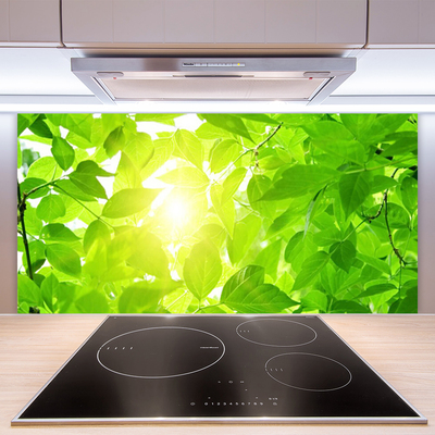 Painel vidro cozinha Folhas Natureza Sol Planta