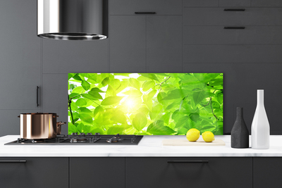 Painel vidro cozinha Folhas Natureza Sol Planta