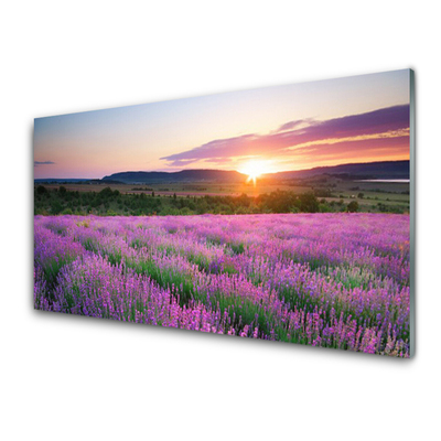 Painel vidro cozinha Pôr do sol nos campos de lavanda