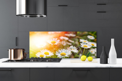 Painel cozinha Margaridas Flores Raios