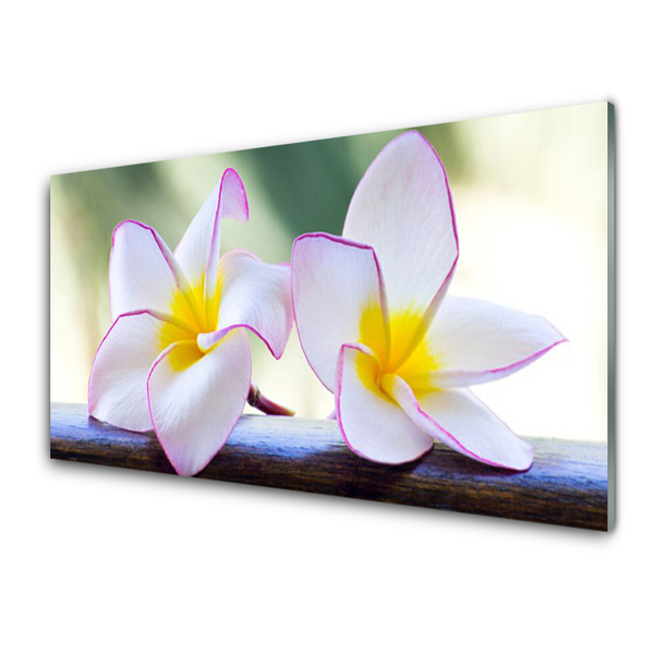 Painel vidro cozinha Flores Pétalas de Plumeria