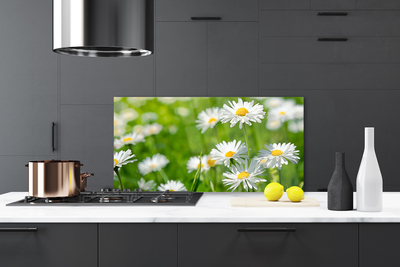 Painel vidro cozinha Planta de flor margarida