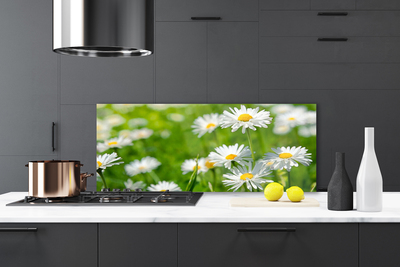 Painel vidro cozinha Planta de flor margarida