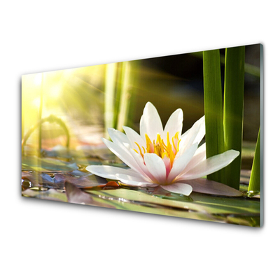 Painel vidro cozinha Flor de lírio d'água