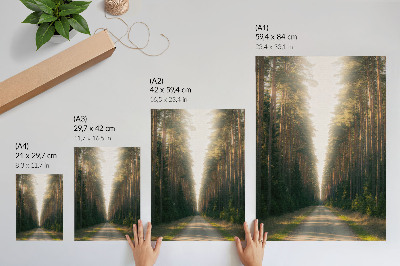 Poster decorativo Uma trilha fabulosa na floresta com árvores altas.