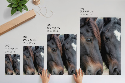Arte de parede Dois cavalos em contato próximo, cheios de elegância.