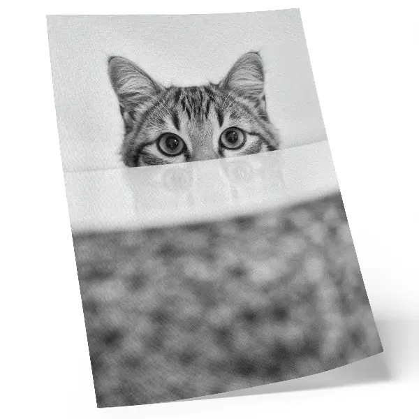 Impressão em tela gato com estilo minimalista em preto e branco por trás da superfície