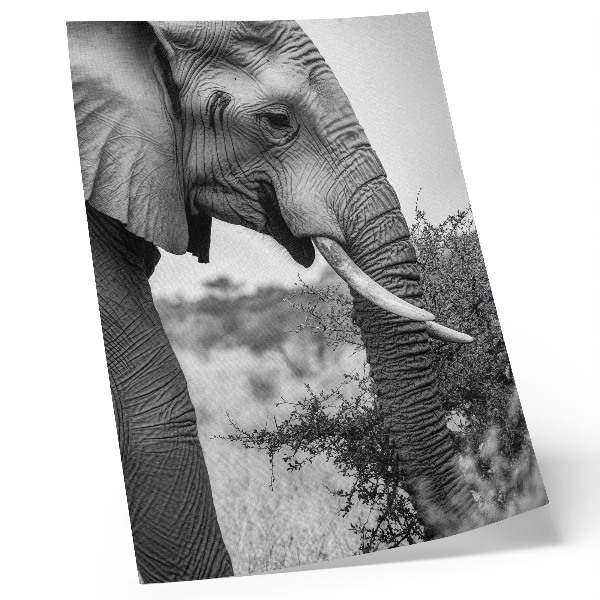 Impressão em tela Elefante em close-up: beleza natural e harmonia de texturas.