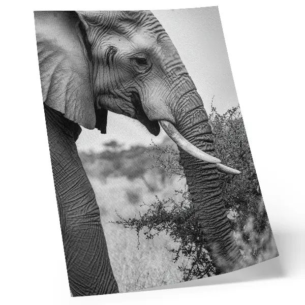Impressão em tela elefante em close-up com foco em beleza natural e texturas harmônicas