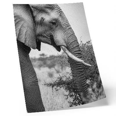 Impressão em tela Elefante em close-up: beleza natural e harmonia de texturas.