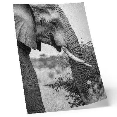 Impressão em tela elefante em close-up com foco em beleza natural e texturas harmônicas