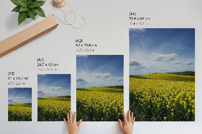 Poster para cozinha Campos amarelos contrastando com o céu azul.