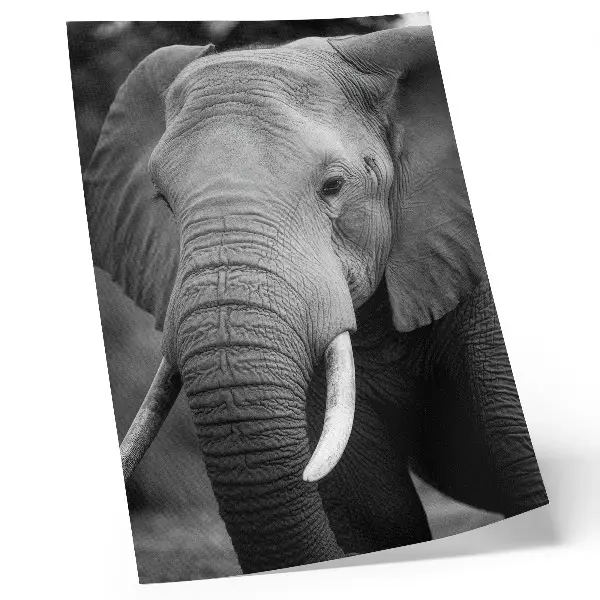 Arte de parede um close de um elefante que transmite paz e força