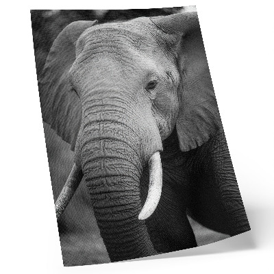 Arte de parede Um close de um elefante, transbordando paz e força.