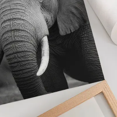 Arte de parede um close de um elefante que transmite paz e força
